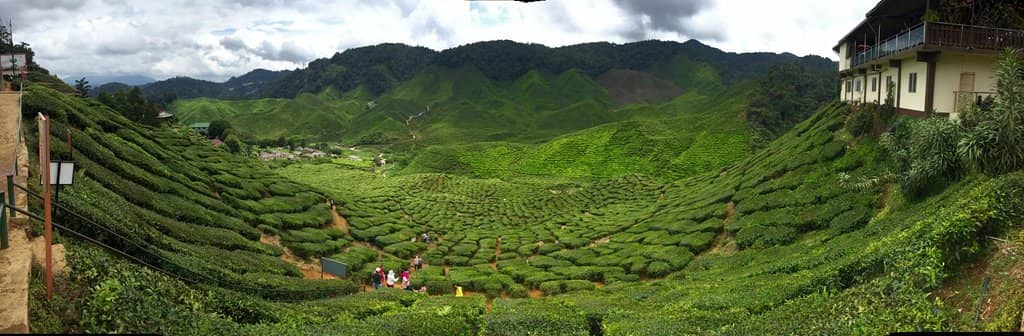 Buggy Ride to the Plantation