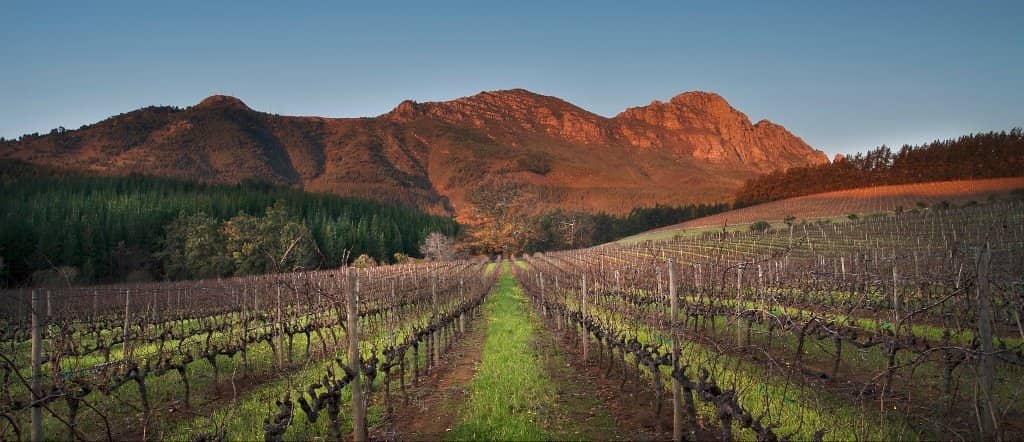 Fynbos Cupcake Tasting