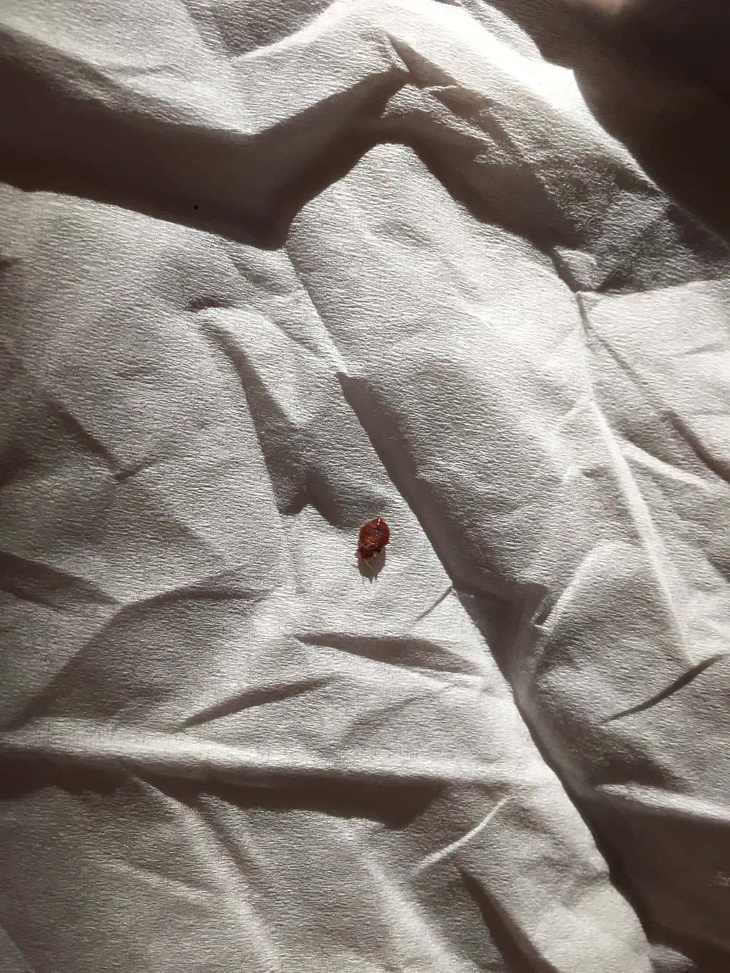 Live Music Performances