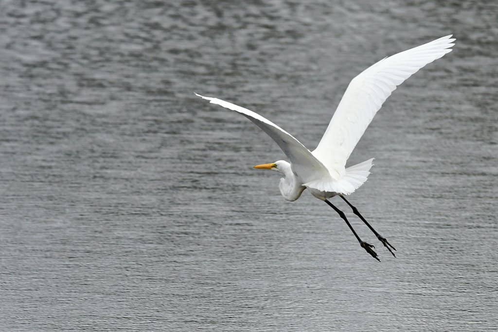 Birdwatching Paradise