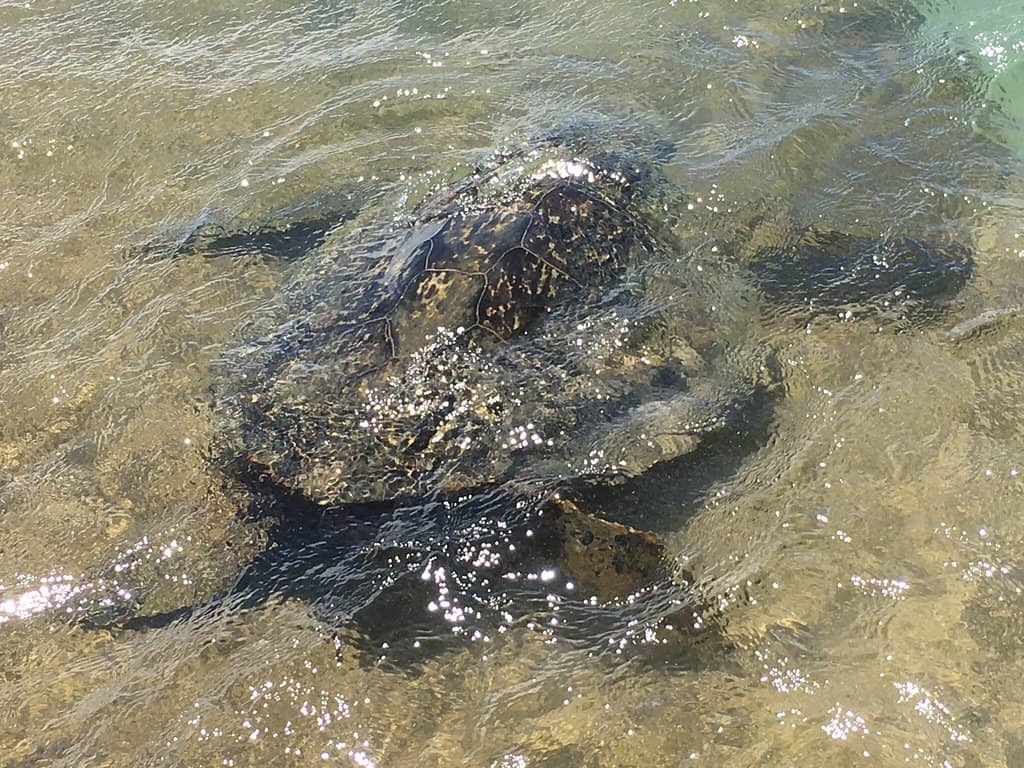 Local Food Truck Scene