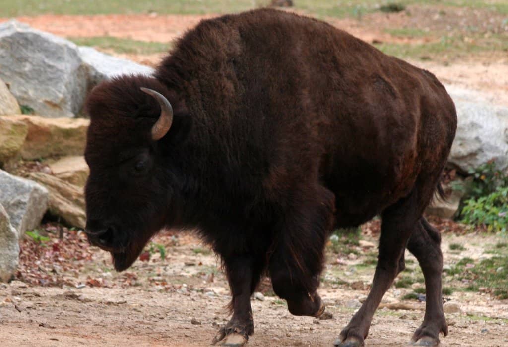 Free-Roaming Animals