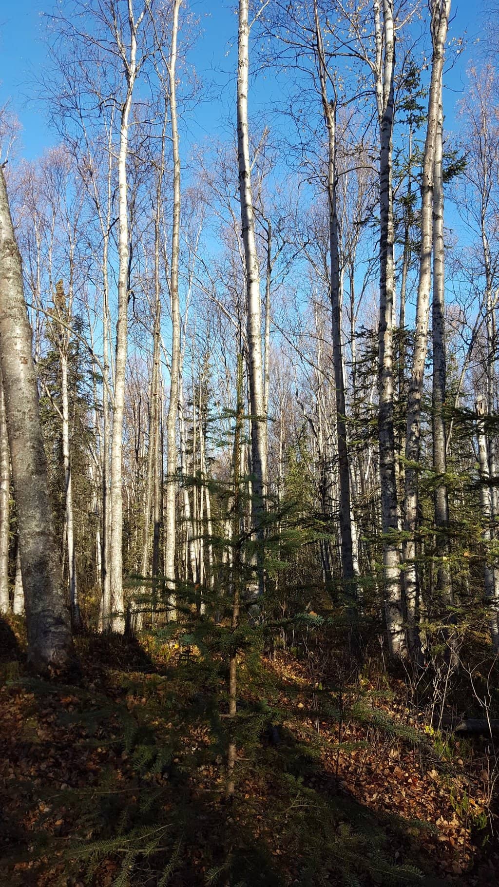 Vertical photo