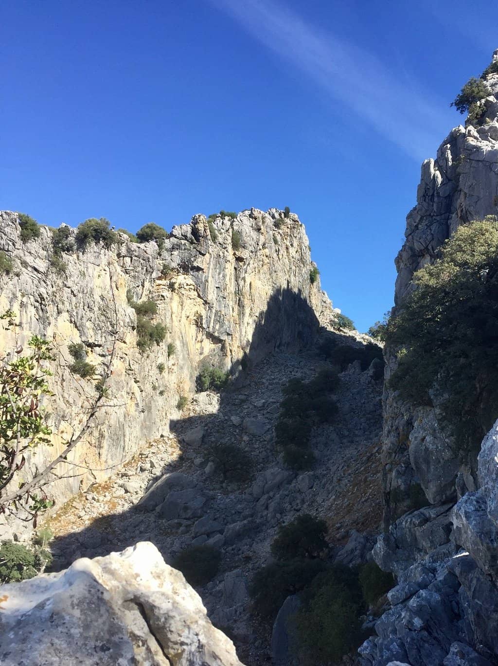 Griffon Vulture Sightings