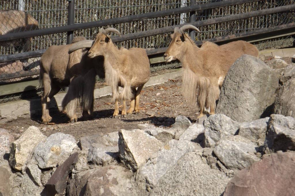 Animal Habitats
