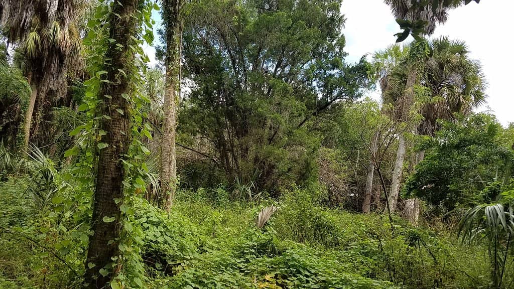 Native American Mound