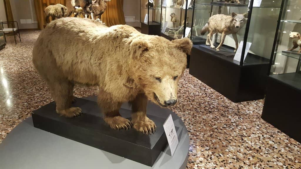 Mineral and Insect Rooms