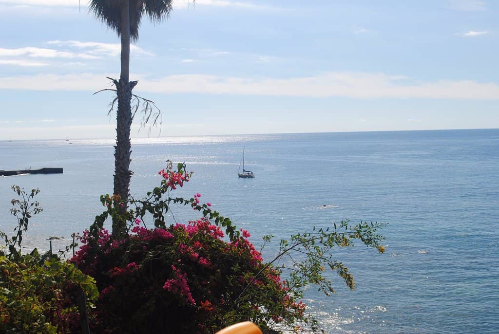 Lush Banana Plantations