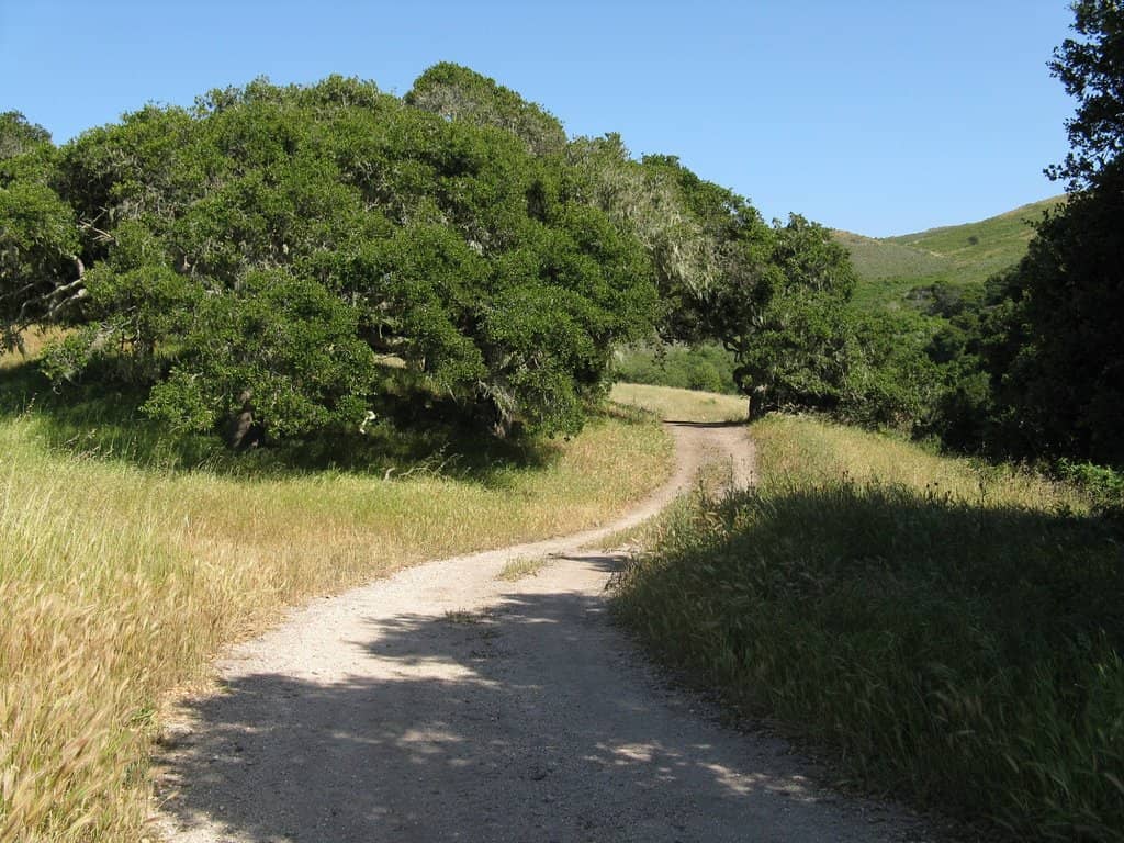 Enchanting Redwood Groves