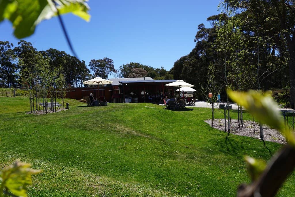 Dog-Friendly Vineyard