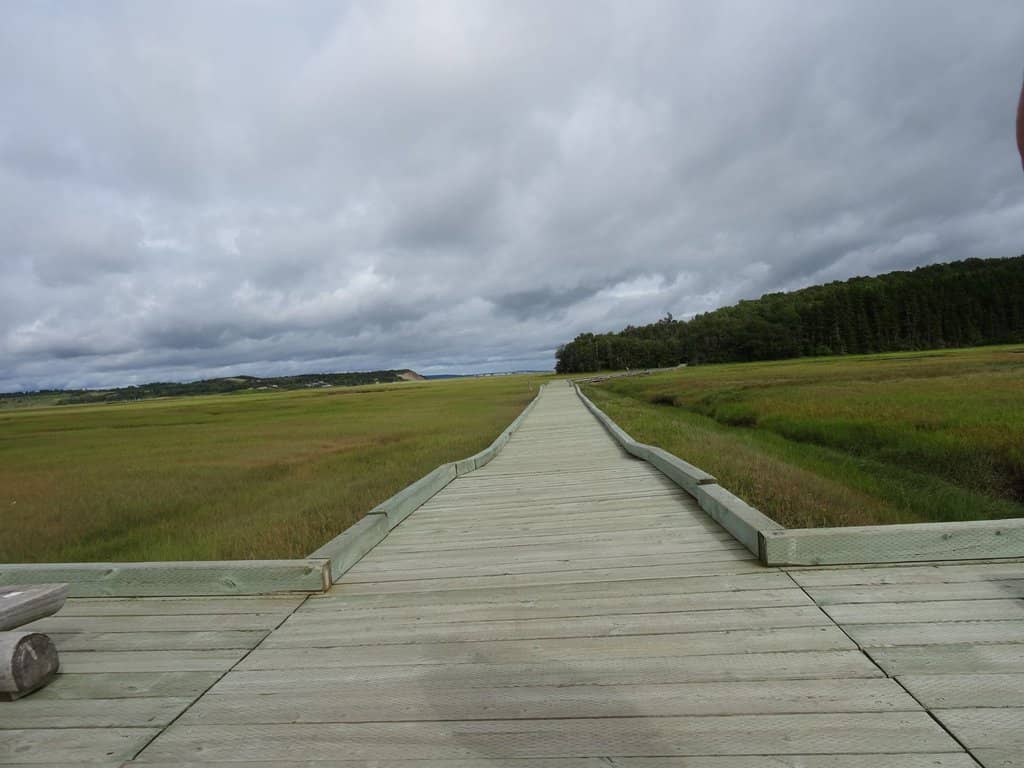Shoreline Boardwalks