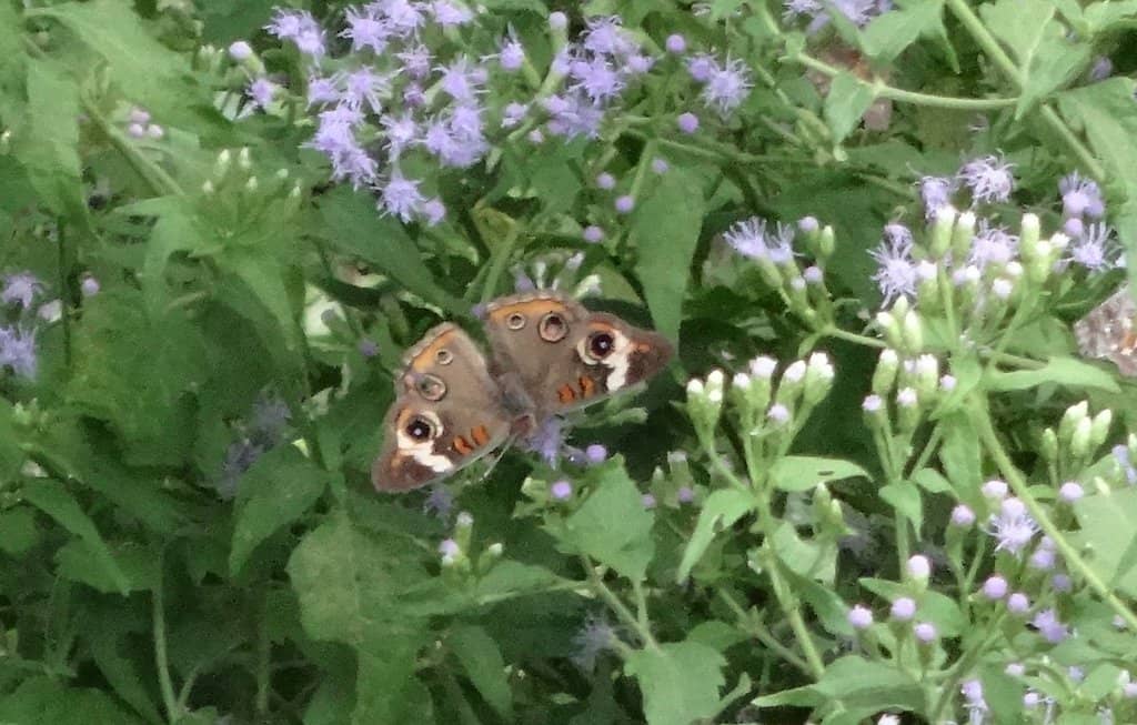 Hawk Tower Observation Deck