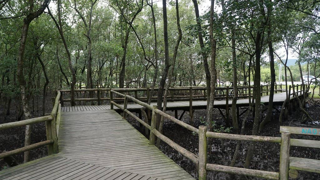 Mangrove Observation Decks
