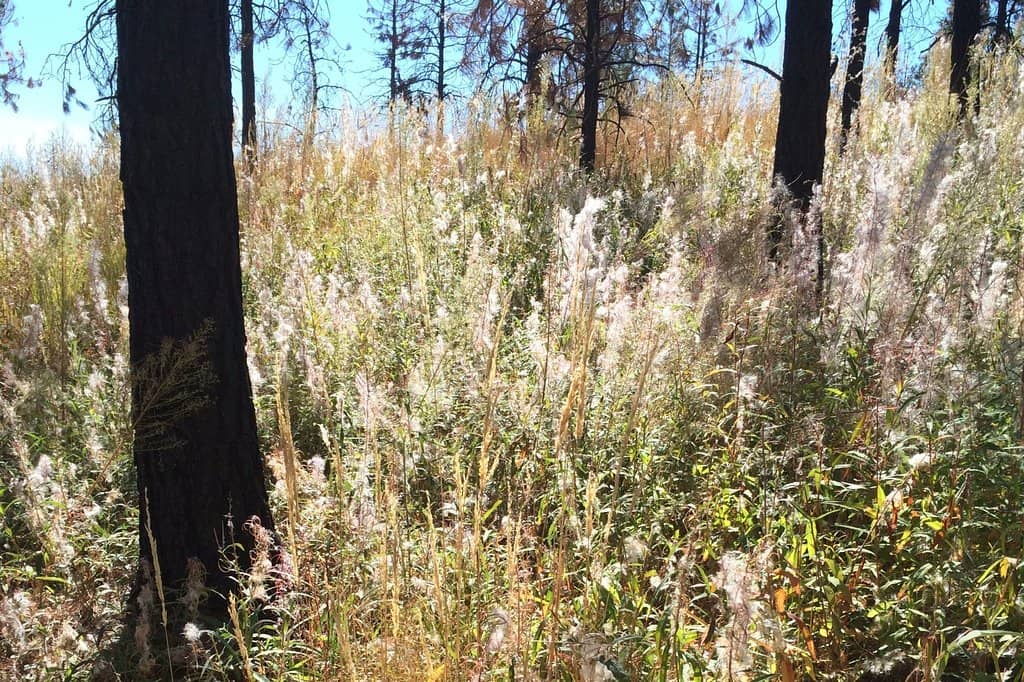 Well-Maintained Trails