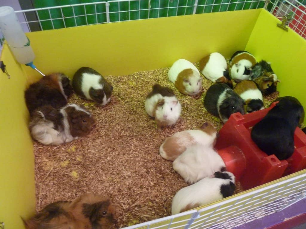 Bouncy Castle & Playground