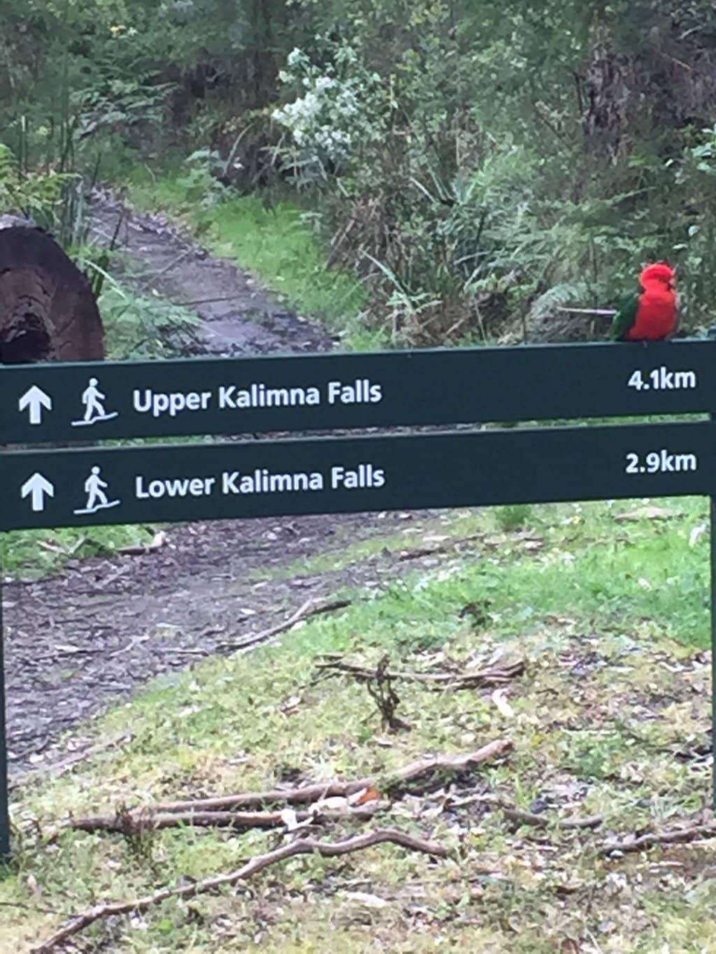 Lush Rainforest Trail