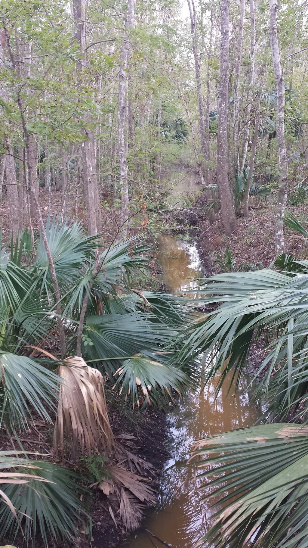 Shaded Live Oak Canopy