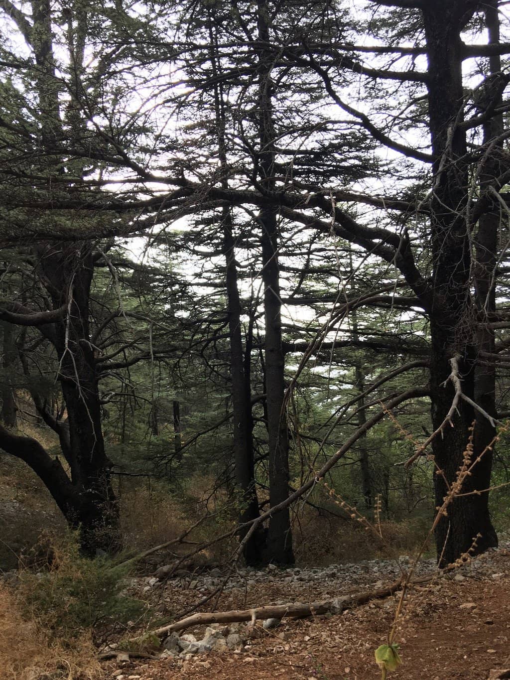 Glamping Escapes