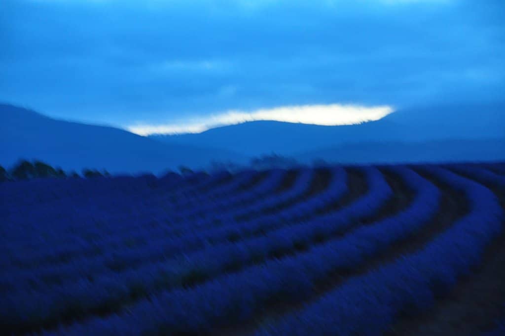 Lavender Ice Cream