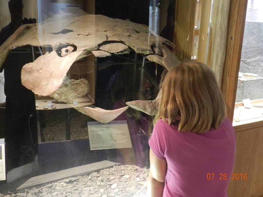 Dinosaur Dig Experience