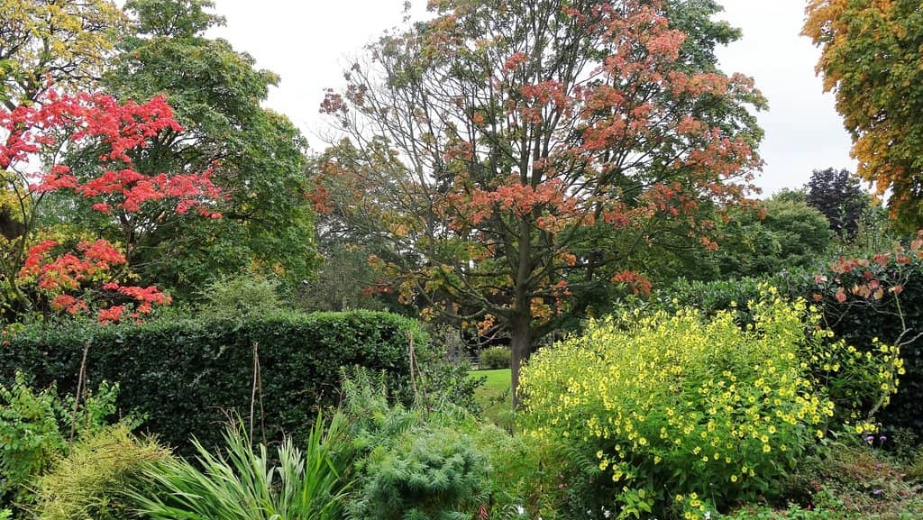 Rose Garden