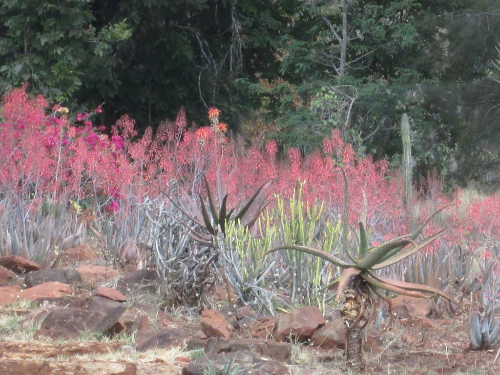 Picnic & Braai Spots