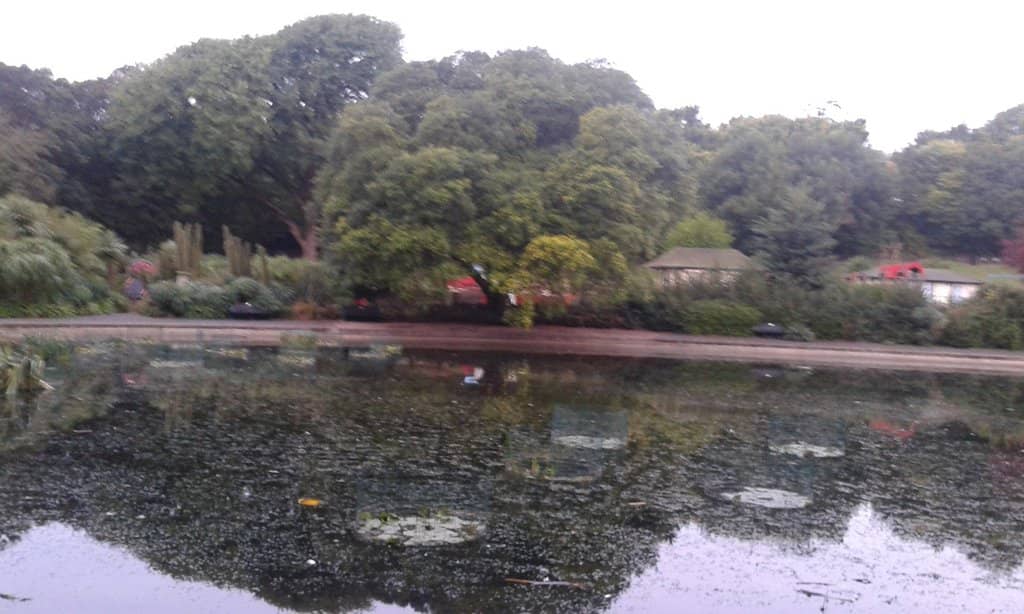 The Central Pond