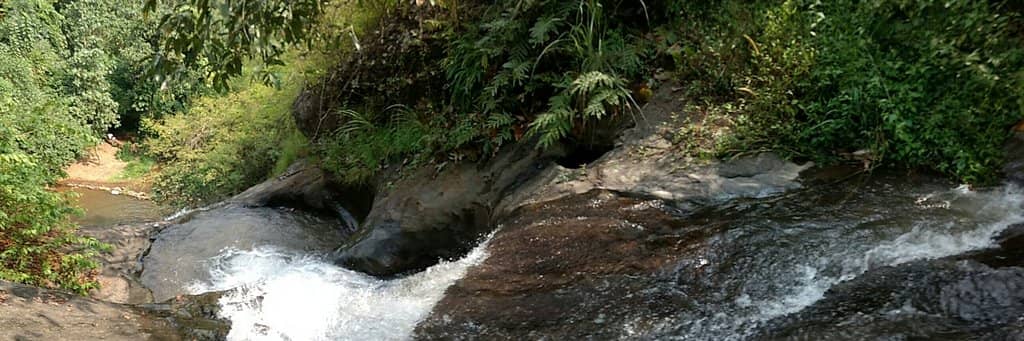Lush Greenery