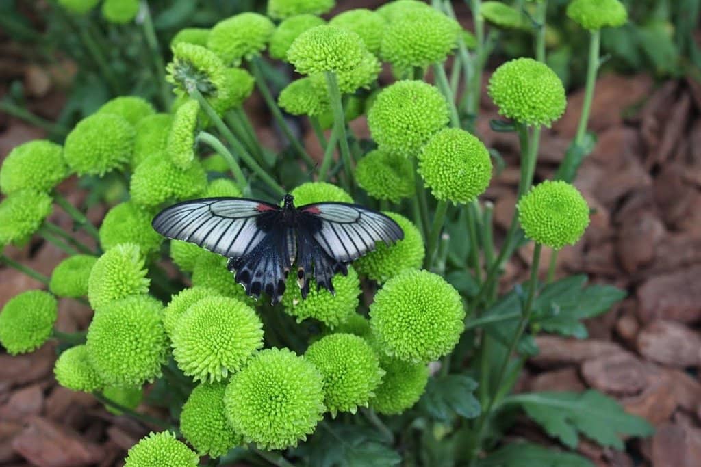 Interactive Butterfly Encounters