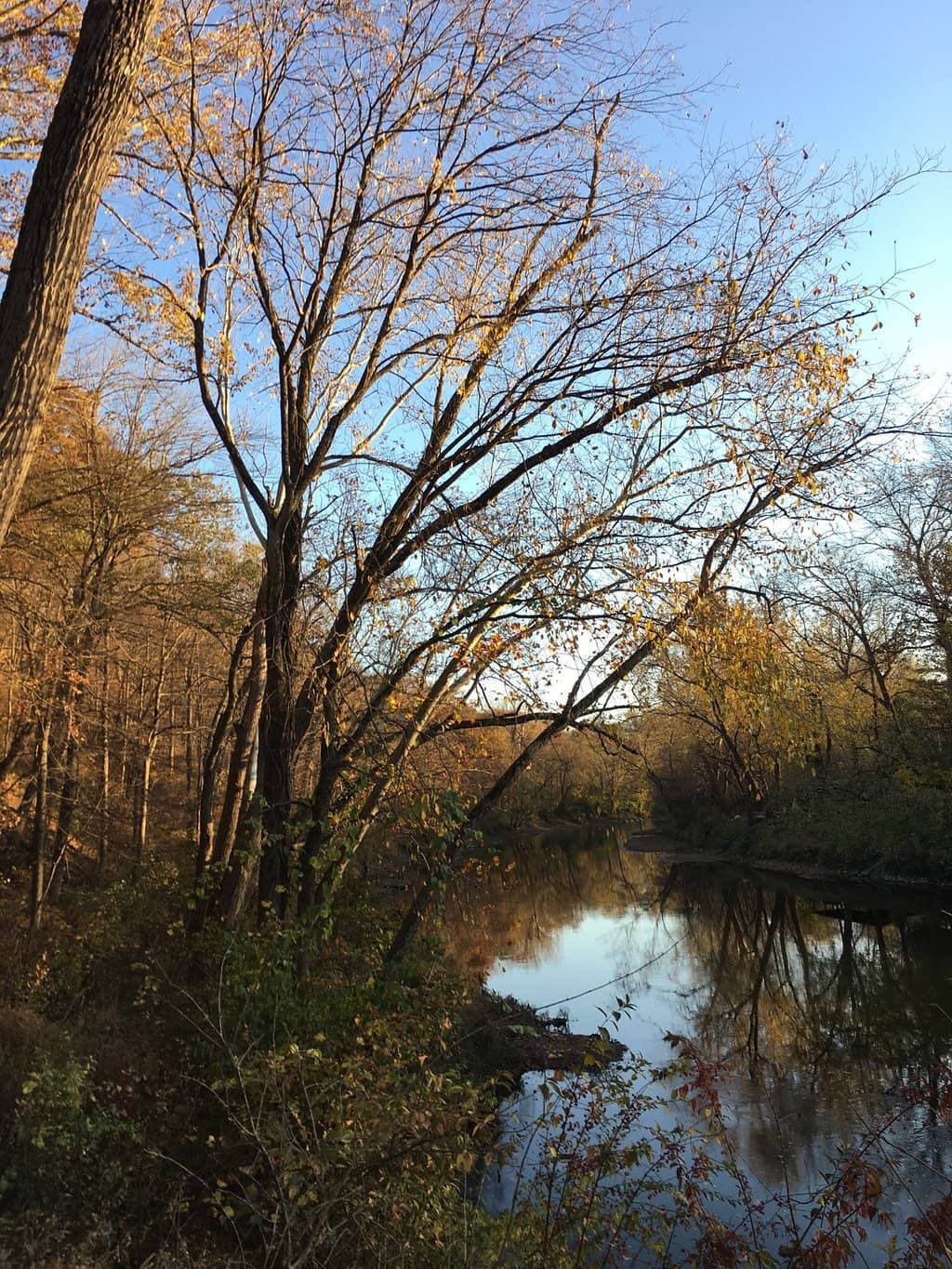 Native Plant Diversity