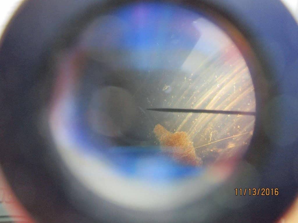 Diverse Japanese Delights