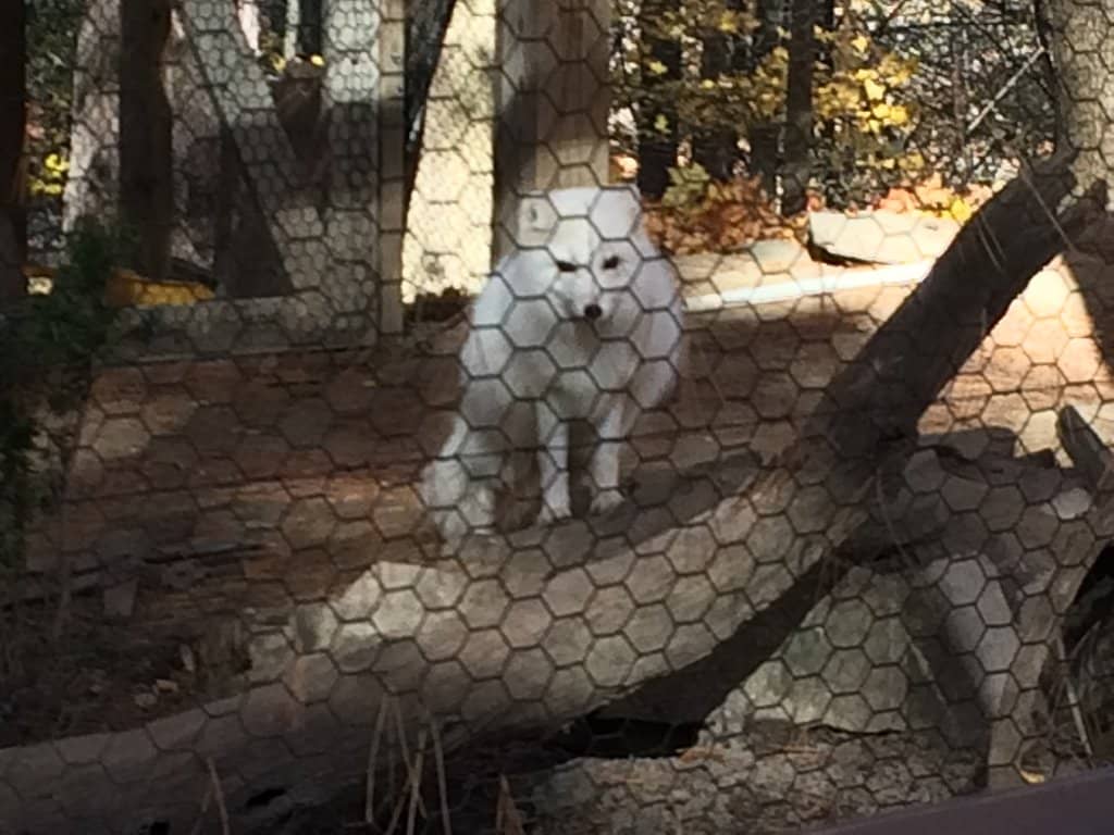 Illumination for Conservation