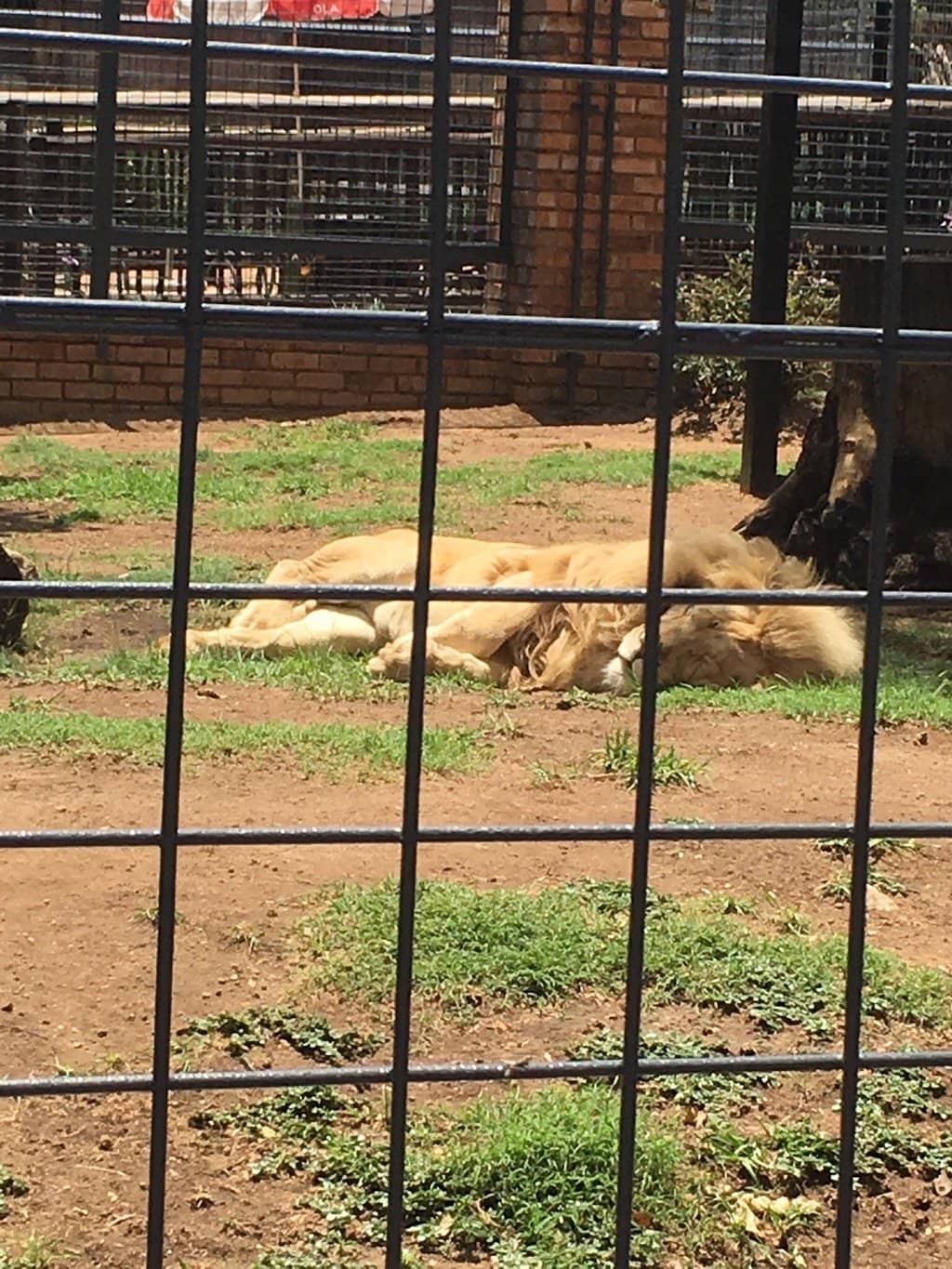 Raptor and Owl Encounters