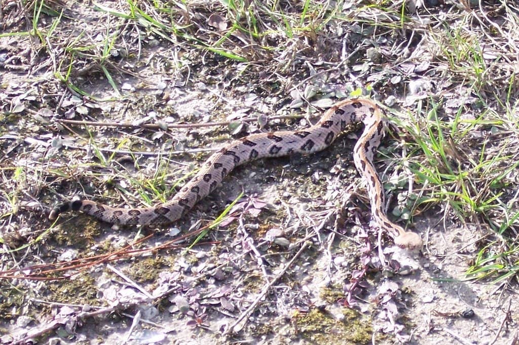 The Full 14.5-Mile Stretch