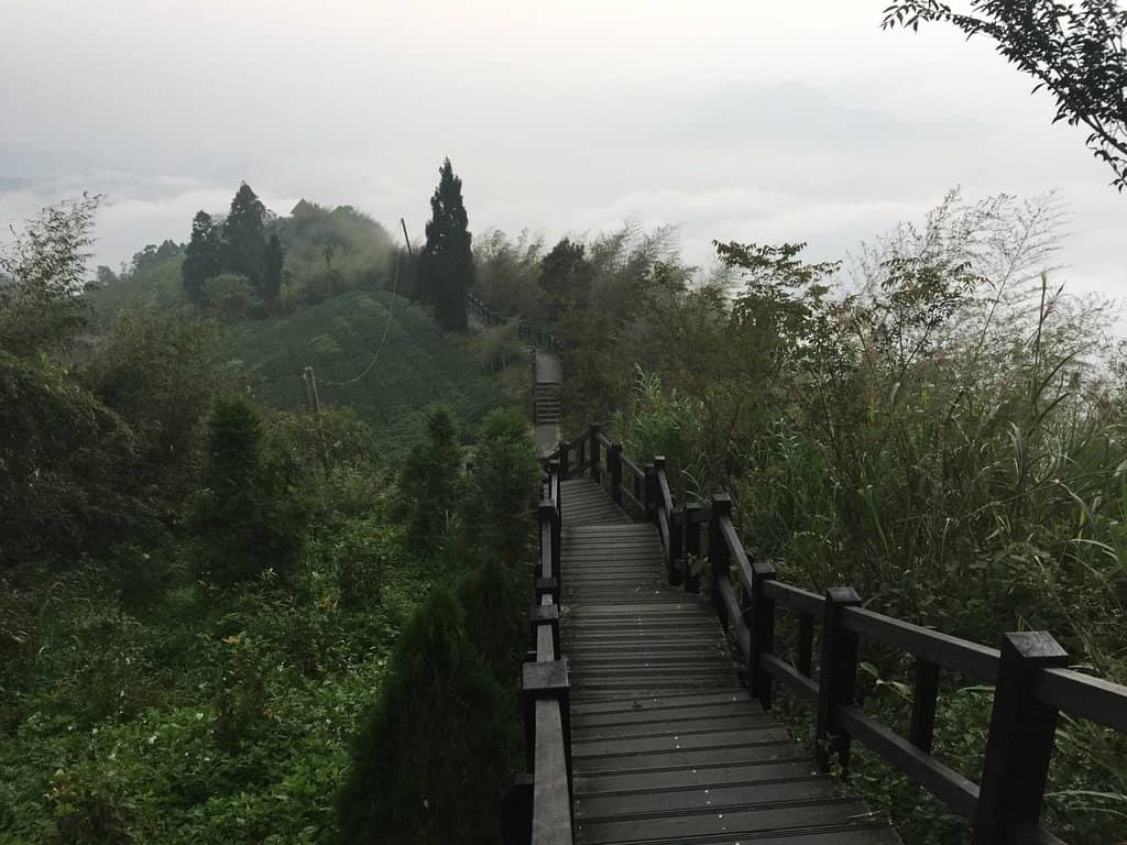 Tea Plantations