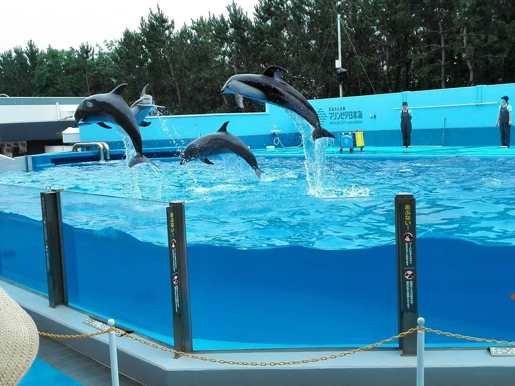 Underwater Tunnel Tank