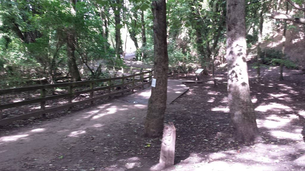 Woodland Walks & Sculptures