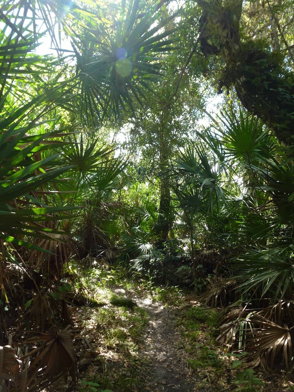 Creek Views & Boardwalks