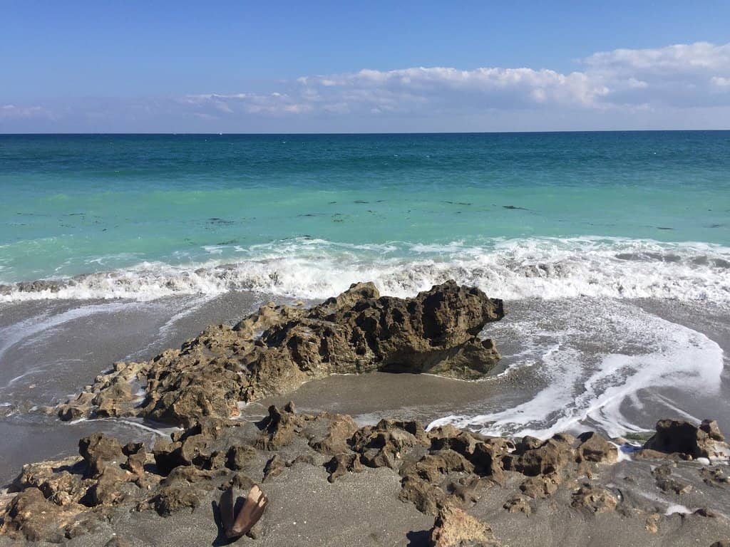 Tide Pools & Wildlife