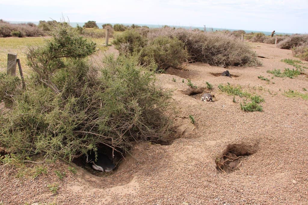 Patagonian Lamb Feast