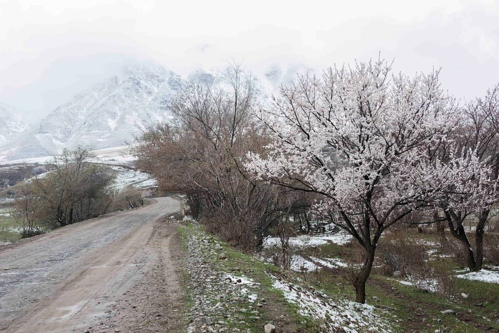 Cable Car and Zip Line