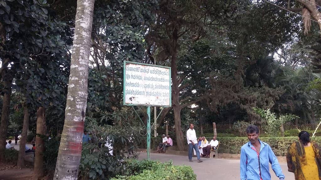 Lush Greenery and Old Trees