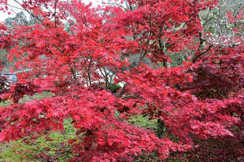 Autumn Foliage