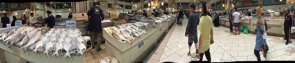 The Daily Catch