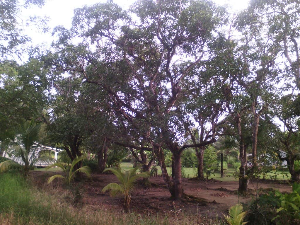 Bakkie Restaurant