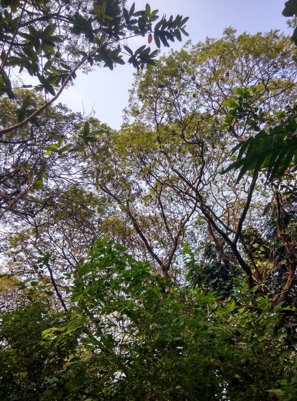 City's Green Lung