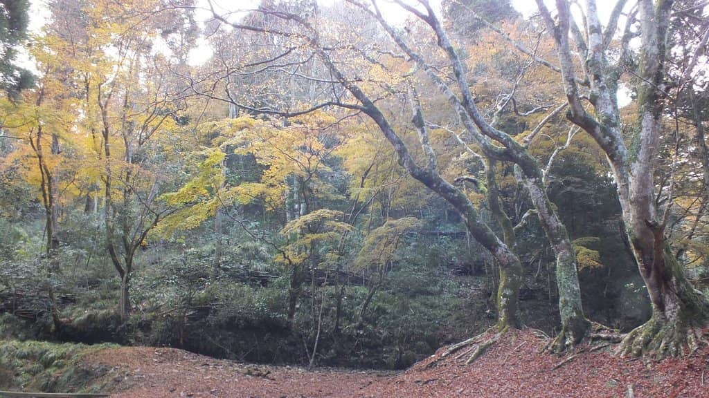 Hiking Trail Access