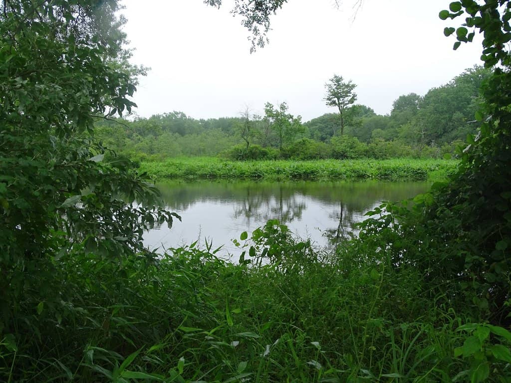 Frog Ponds Exploration