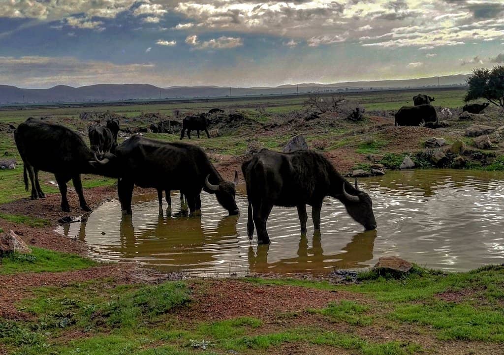 Lake Ichkeul Panorama