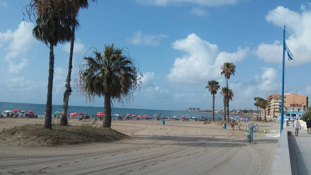 Palm Tree Oasis